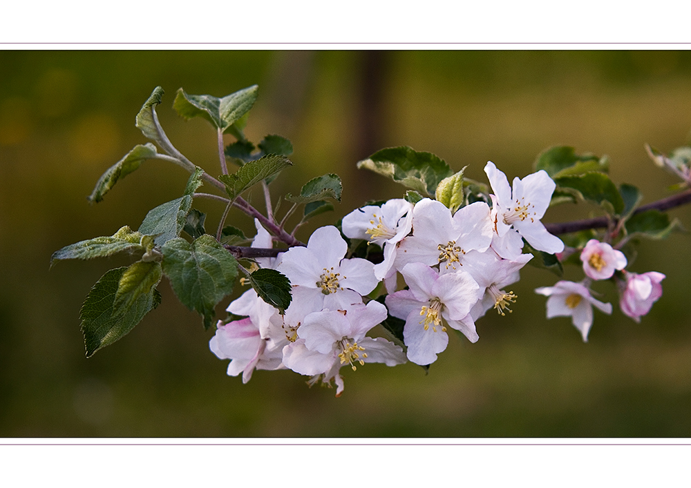 Obstblüte I