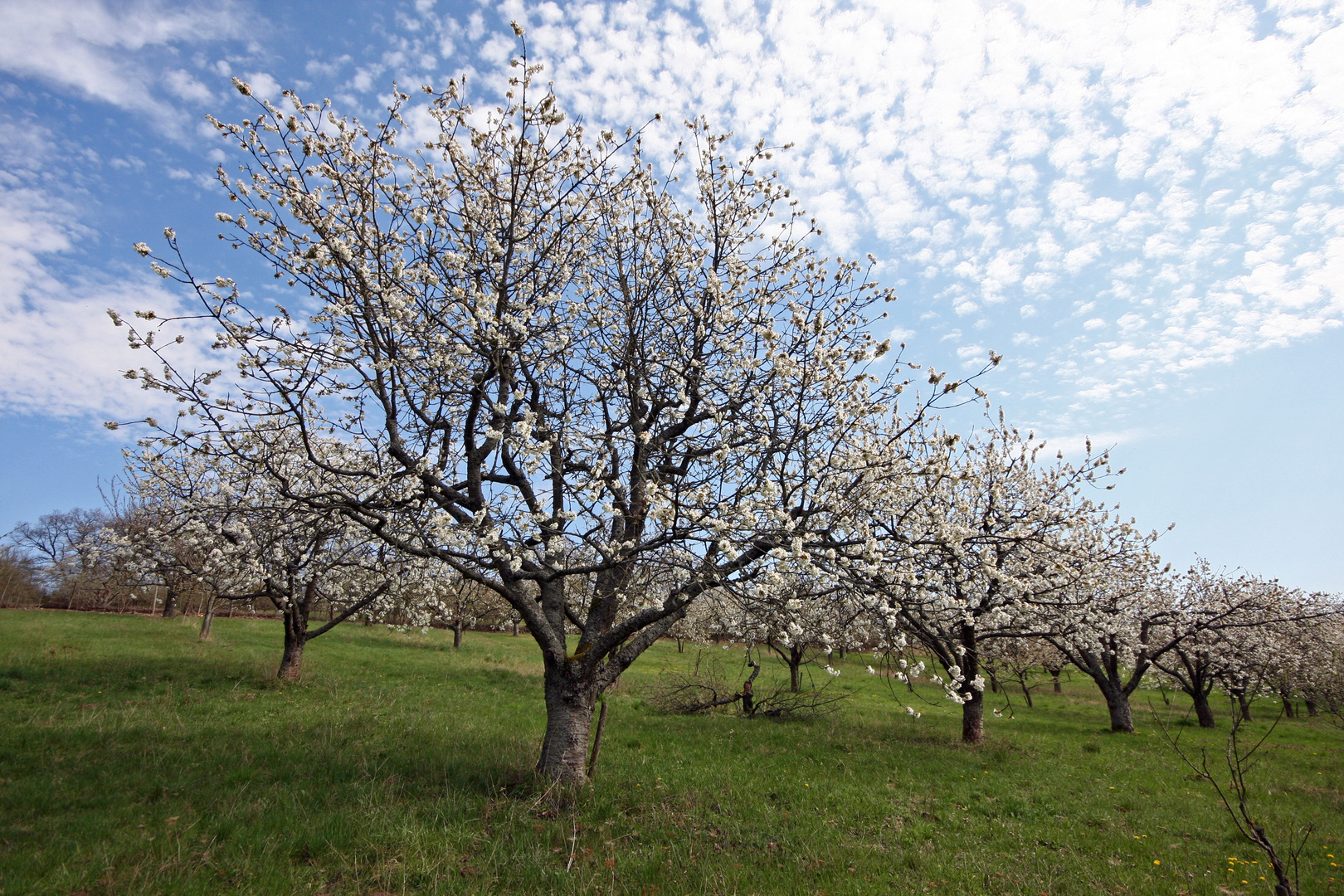 Obstblüte II