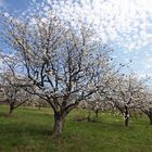 Obstblüte II