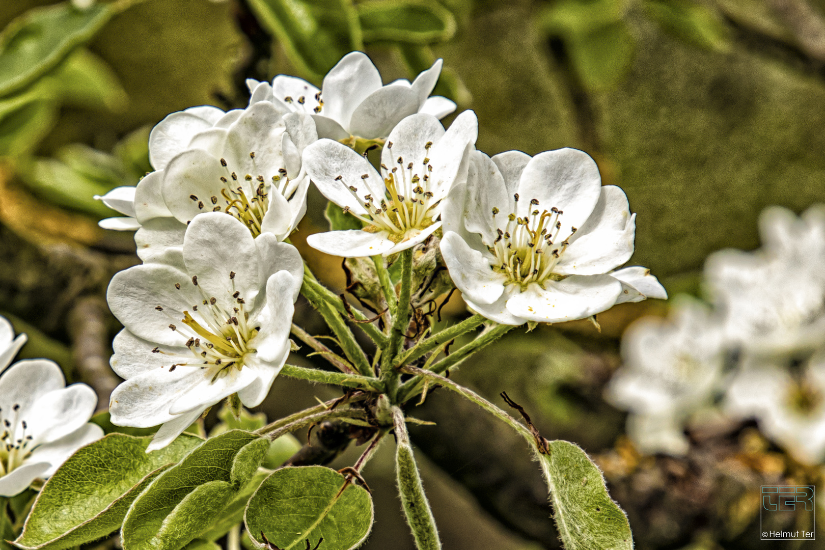 Obstblüte II