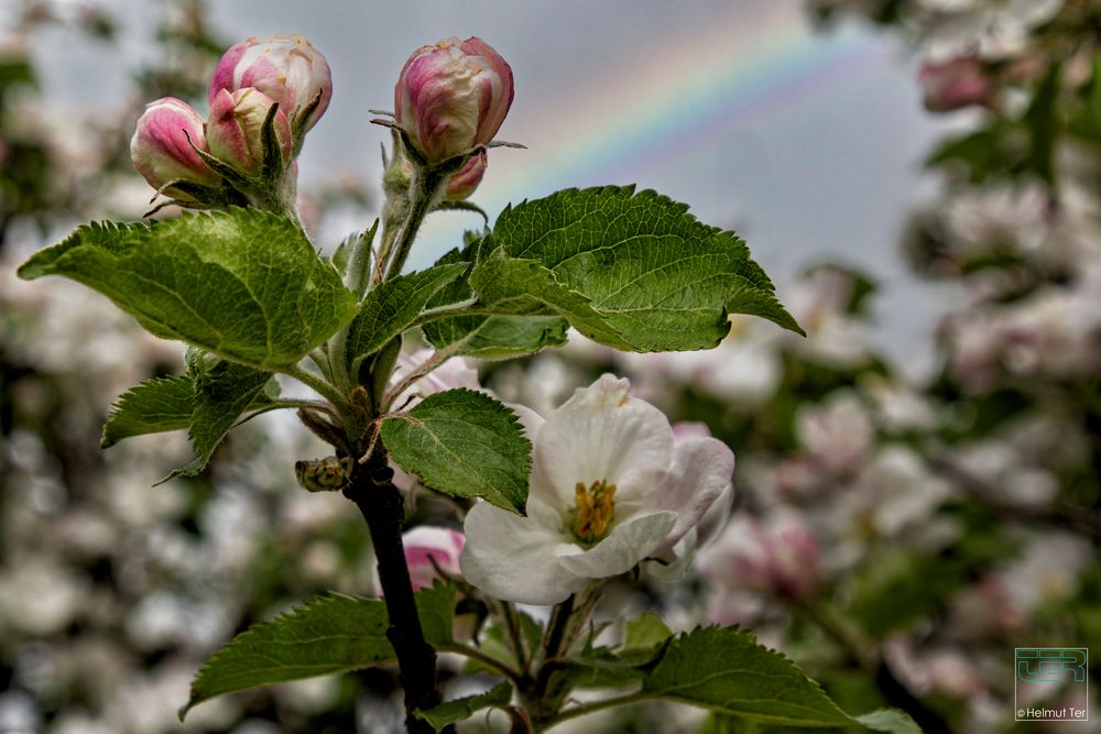 Obstblüte III 