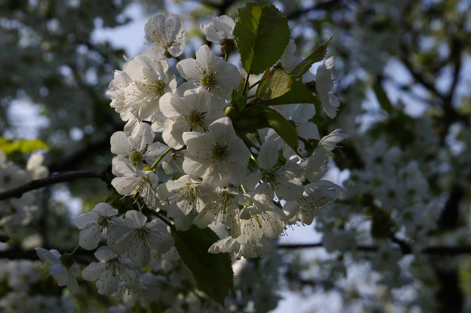 Obstblüte im Alten Land