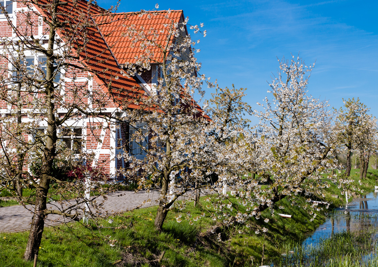 Obstblüte im "Alten Land"