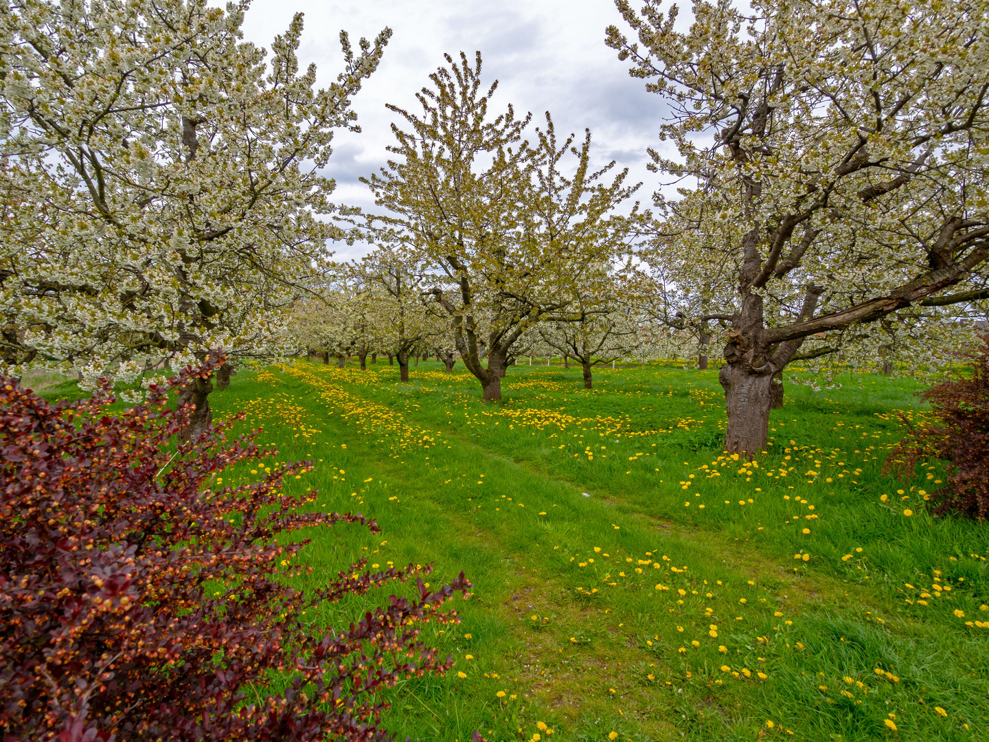 Obstblüte im "Alten Land"