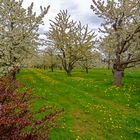 Obstblüte im "Alten Land"