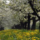 Obstblüte im alten Land