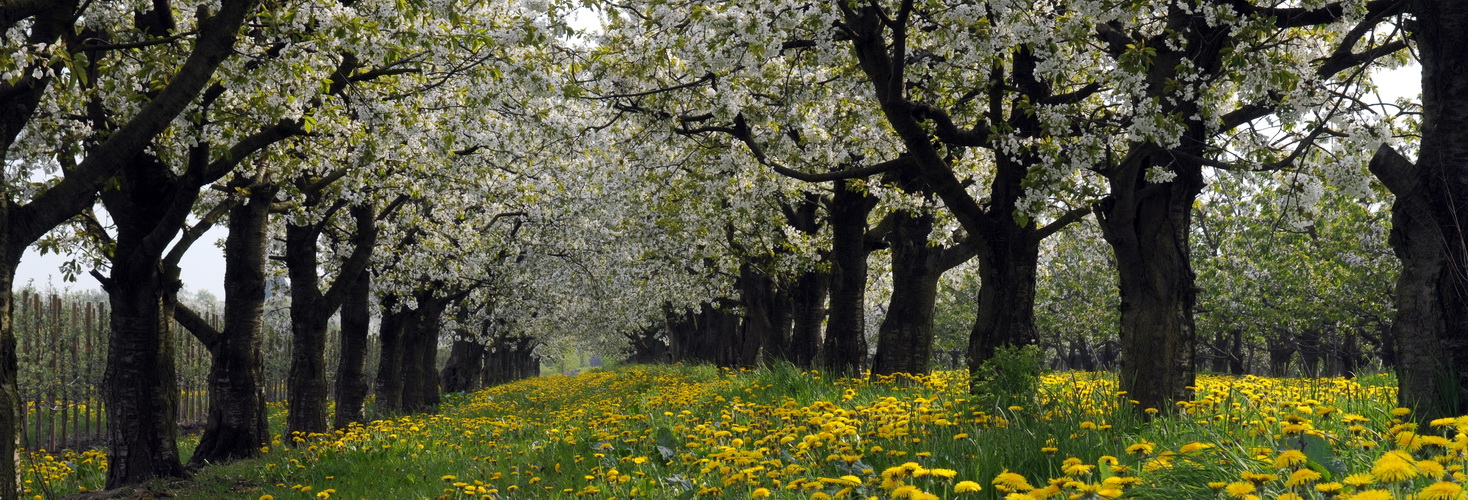 Obstblüte im alten Land