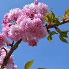 Obstblüte im April