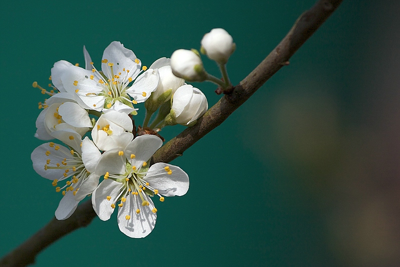 Obstblüte im eigenen Garten