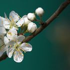 Obstblüte im eigenen Garten