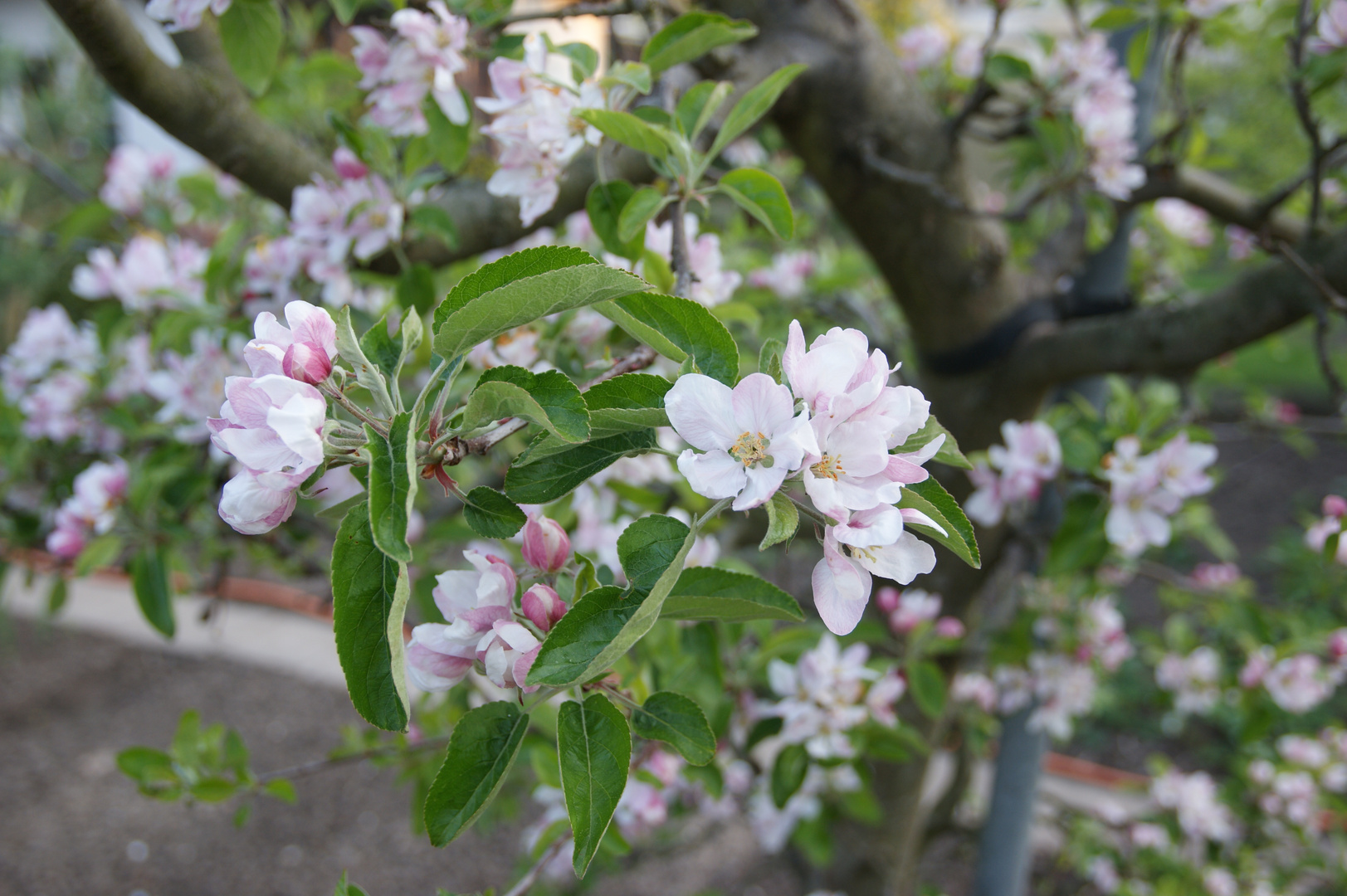 Obstblüte im Frühling