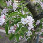 Obstblüte im Frühling