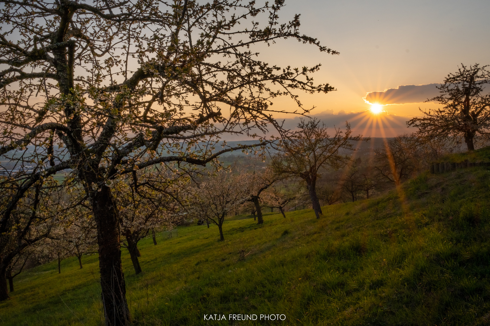 Obstblüte im Gäu