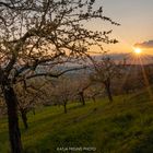 Obstblüte im Gäu