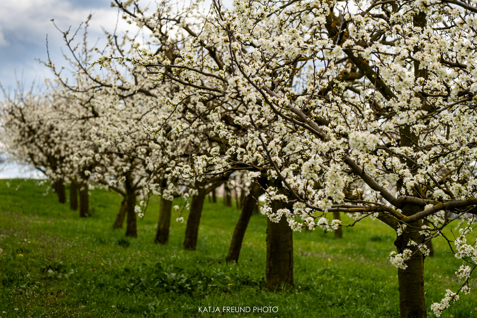 Obstblüte im Gäu