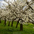 Obstblüte im Gäu