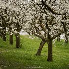 Obstblüte im Gäu