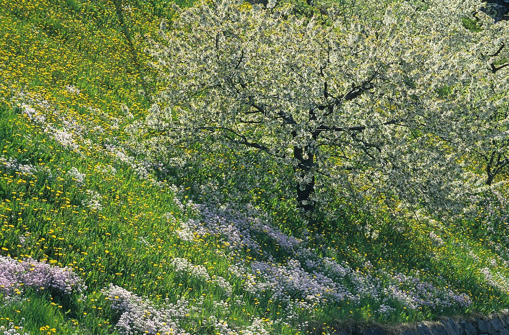 Obstbluete im Hardangerfjord