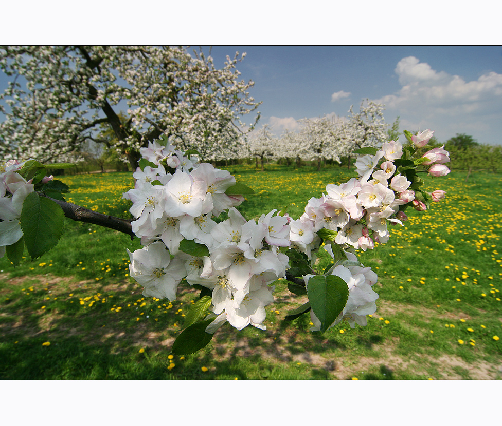 Obstblüte im Haspengouw (I)