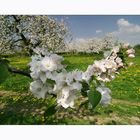 Obstblüte im Haspengouw (I)