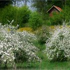 Obstblüte im Haspengouw (II)