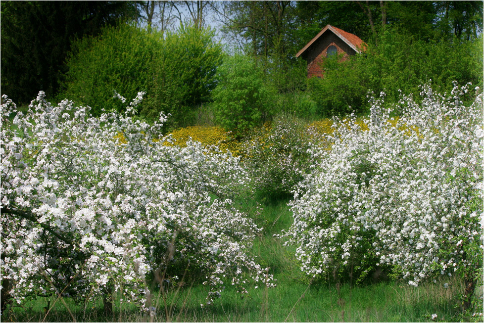 Obstblüte im Haspengouw (II)