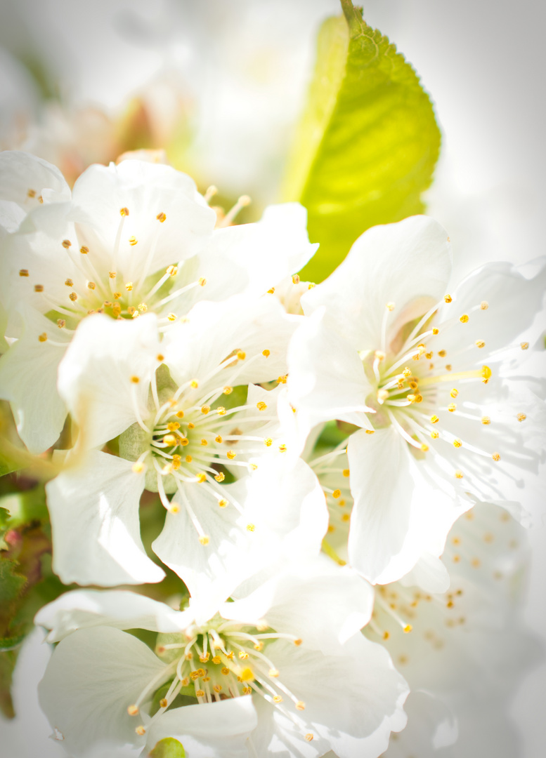 Obstblüte im Morgenlicht 1