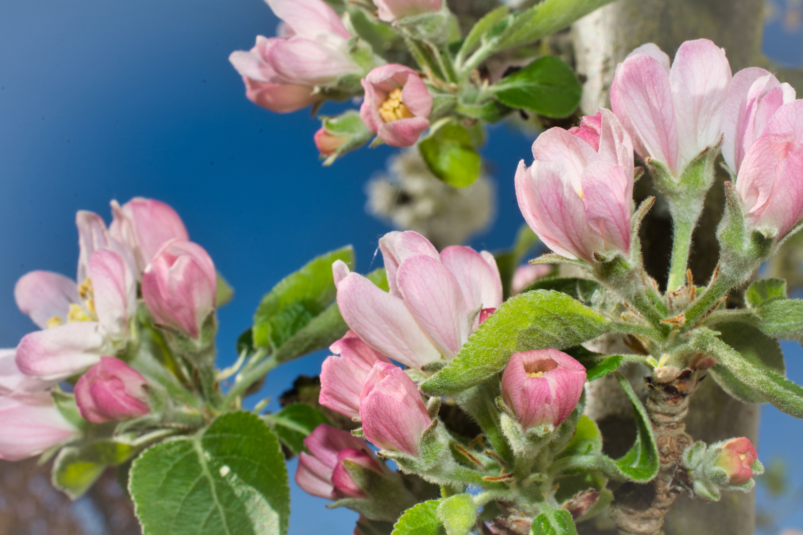 Obstblüte im Morgenlicht 5