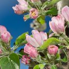 Obstblüte im Morgenlicht 5