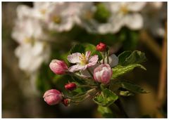 Obstblüte im Thurgau I