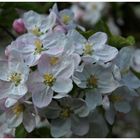 Obstblüte im Thurgau II