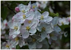 Obstblüte im Thurgau II