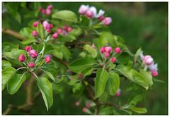 Obstblüte im Thurgau III