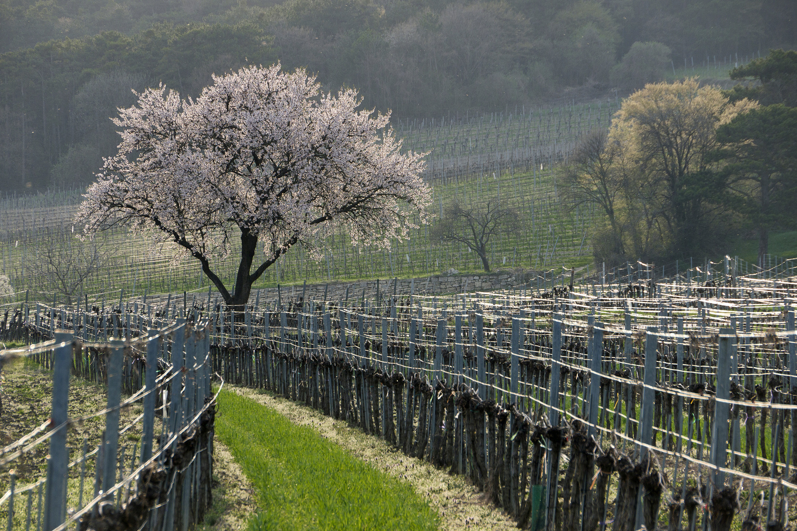 Obstblüte im Weingarten