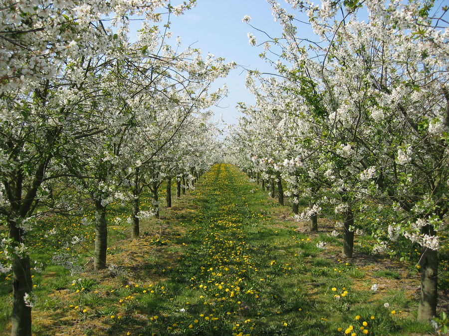 Obstblüte in Süd-Holland 21 April 2003