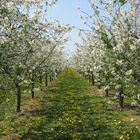 Obstblüte in Süd-Holland 21 April 2003