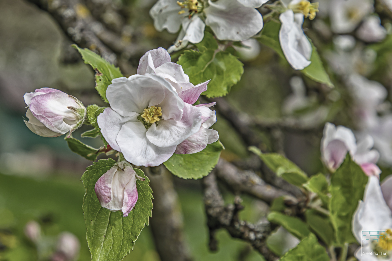 Obstblüte IV