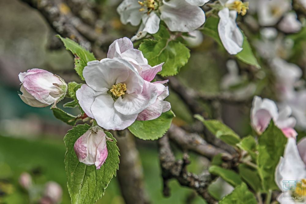 Obstblüte IV