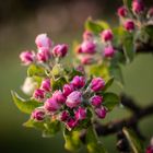 Obstblüte Mönchberg