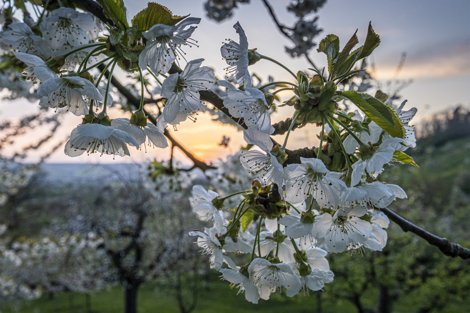 Obstblüte Mönchberg