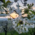 Obstblüte Mönchberg