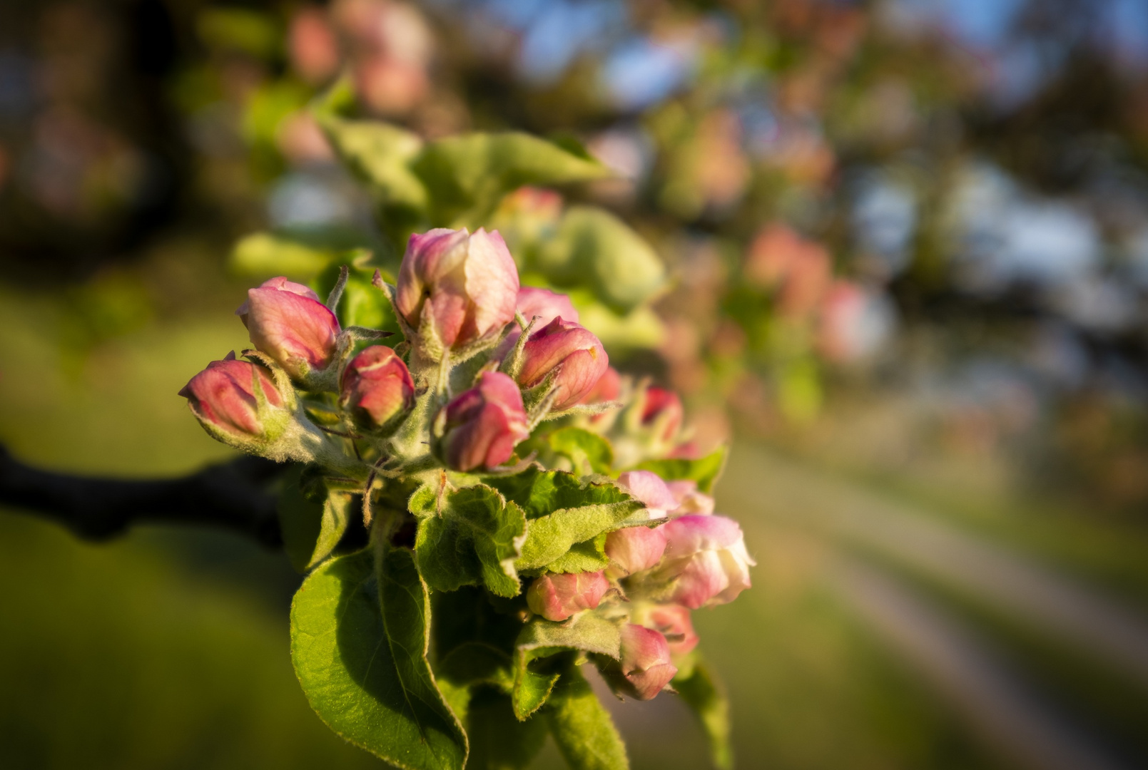 Obstblüte Mönchberg