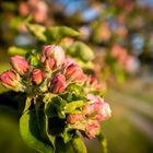 Obstblüte Mönchberg