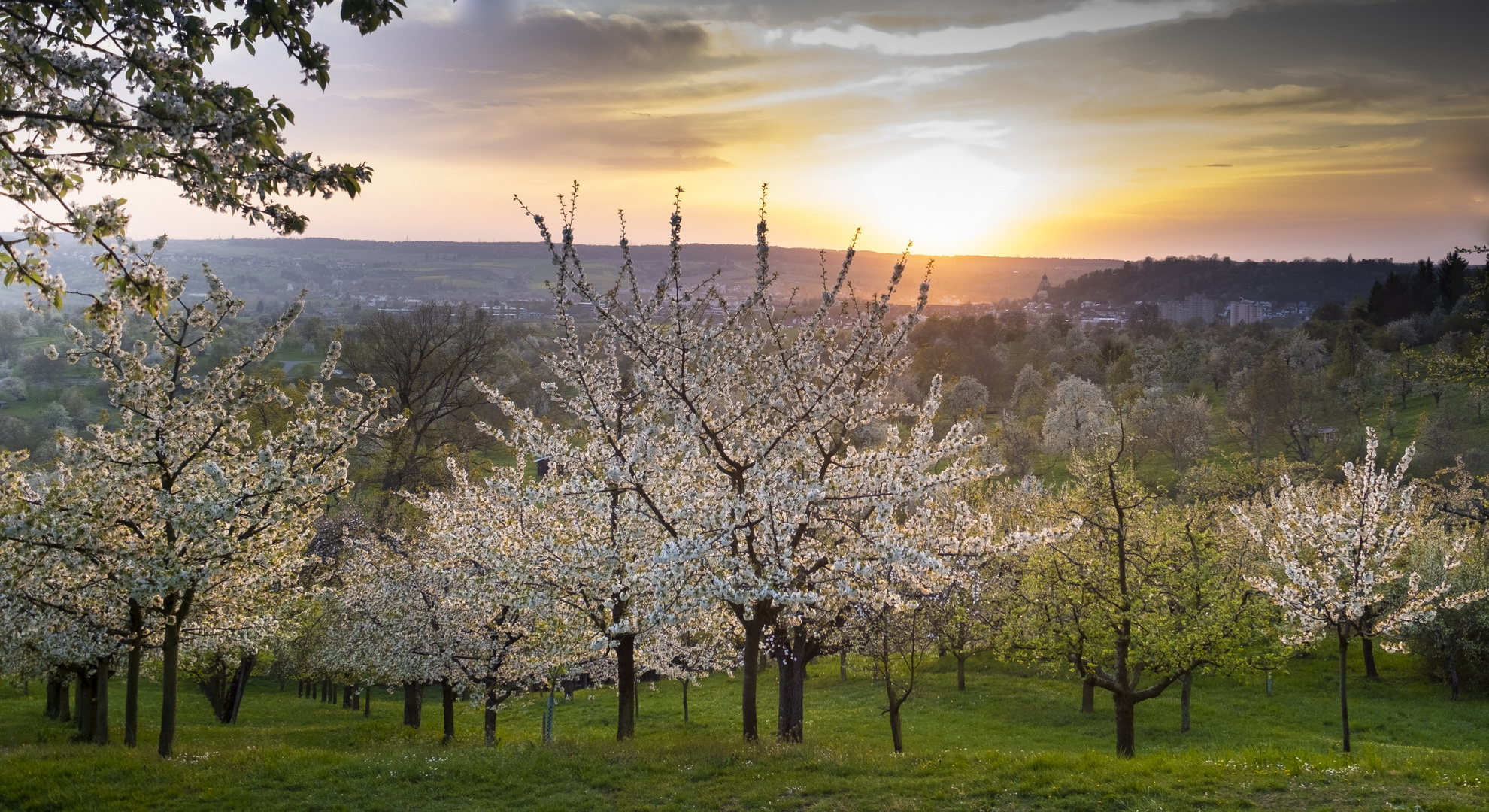 Obstblüte Mönchberg