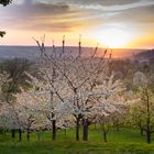 Obstblüte Mönchberg