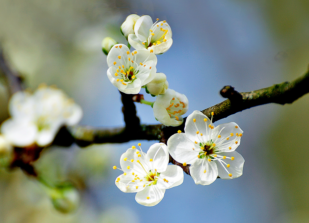 Obstblüte Pflaume 