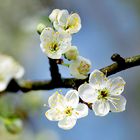 Obstblüte Pflaume 