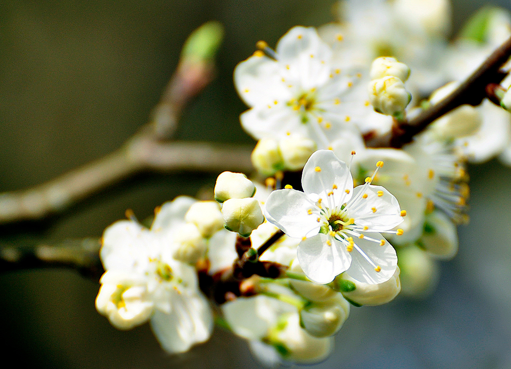 Obstblüte Pflaume 