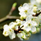 Obstblüte Pflaume 