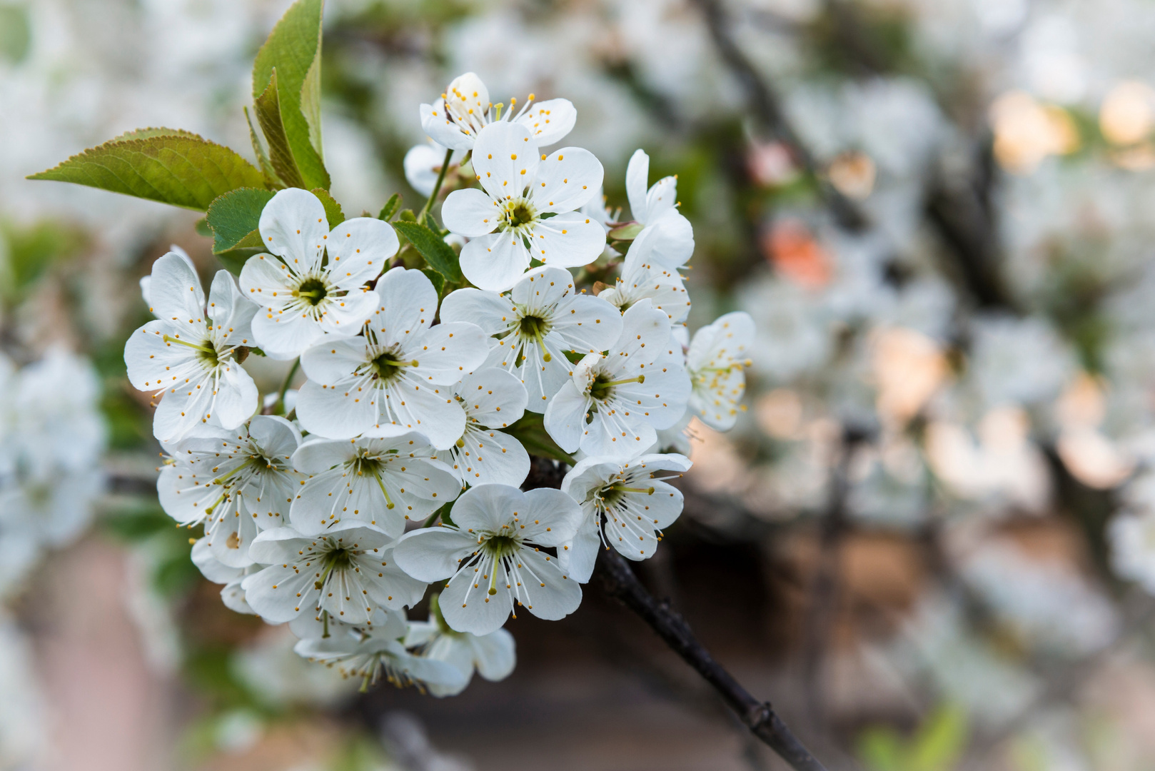 Obstblüte2